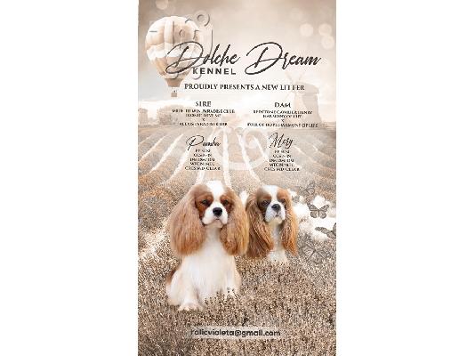 PoulaTo: King Charles Cavalier Spaniel